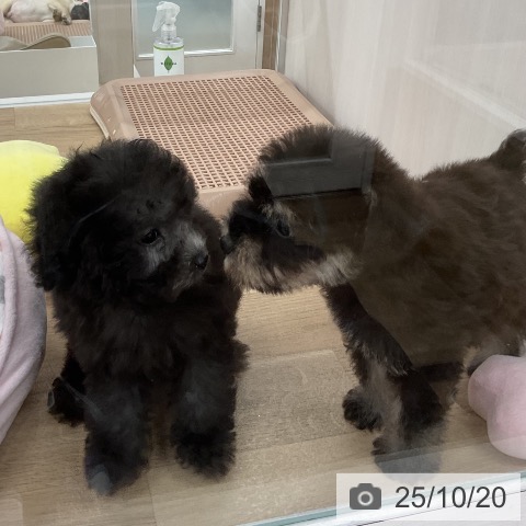ミニチュア・シュナウザーの写真