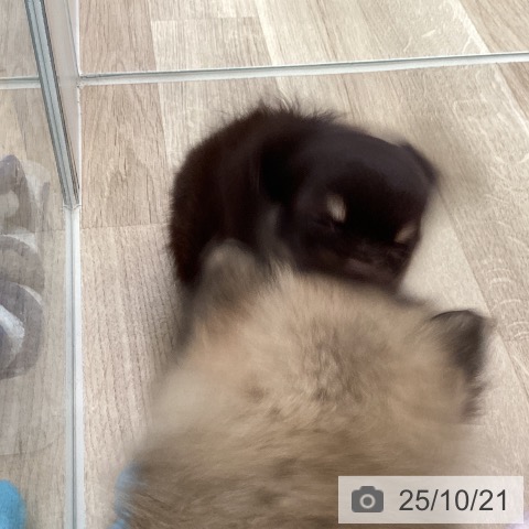 チワワの写真
