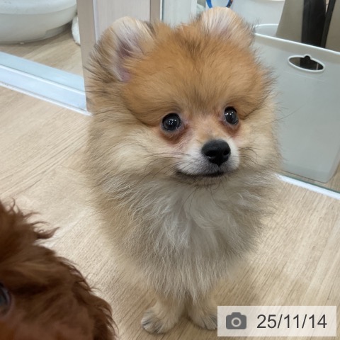 福岡県のポメラニアン (ペットプラス 香椎浜店/2025年8月21日生まれ/男の子/オレンジ)の子犬の4枚目の画像