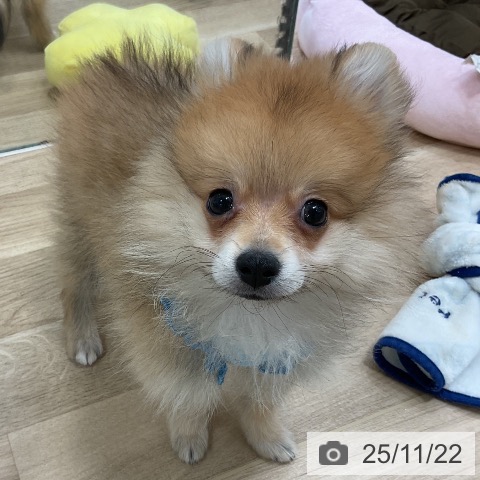 福岡県のポメラニアン (ペットプラス 香椎浜店/2025年8月21日生まれ/男の子/オレンジ)の子犬の3枚目の画像