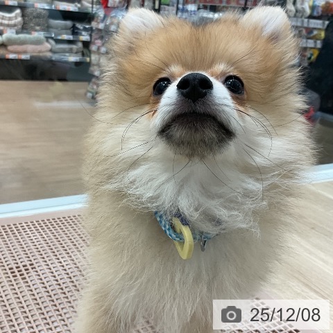 福岡県のポメラニアン (ペットプラス 香椎浜店/2025年8月21日生まれ/男の子/オレンジ)の子犬の3枚目の画像