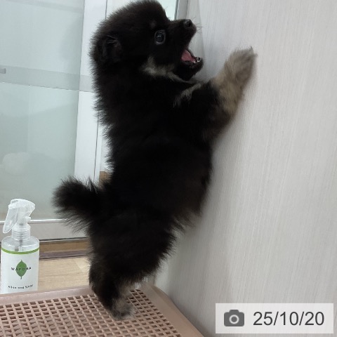 ポメラニアンの写真