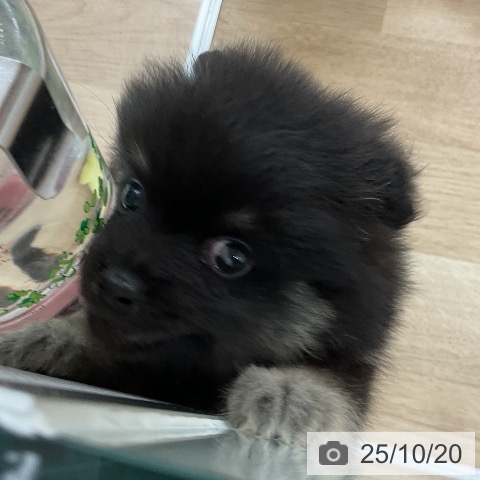 ポメラニアンの写真