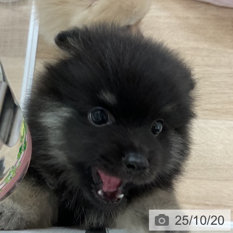 ポメラニアンの写真