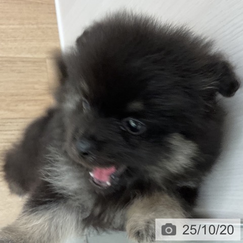 ポメラニアンの写真