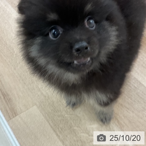 ポメラニアンの写真