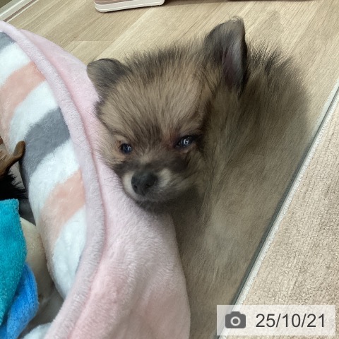 ポメラニアンの写真