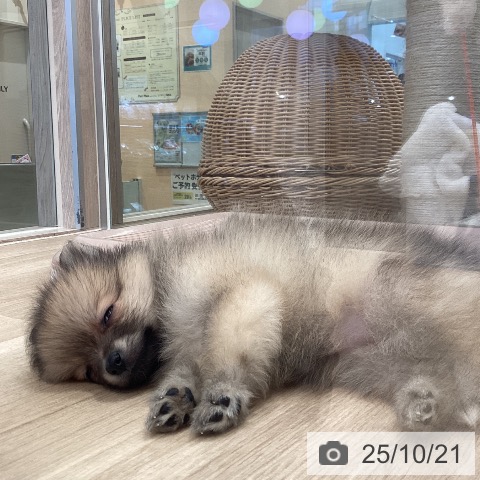 ポメラニアンの写真