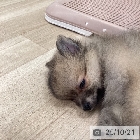 ポメラニアンの写真