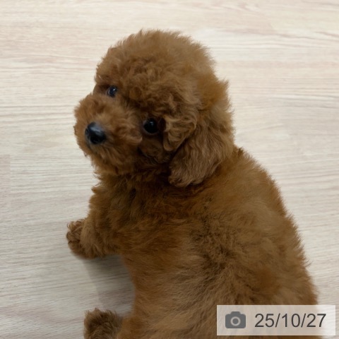 トイ・プードルの写真