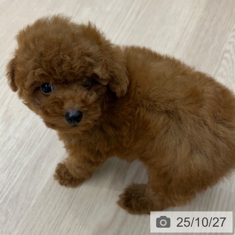 トイ・プードルの写真