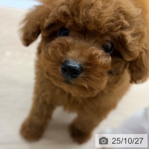 トイ・プードルの写真