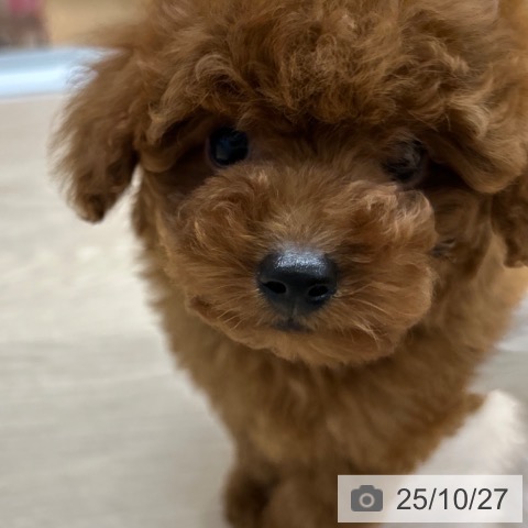 トイ・プードルの写真