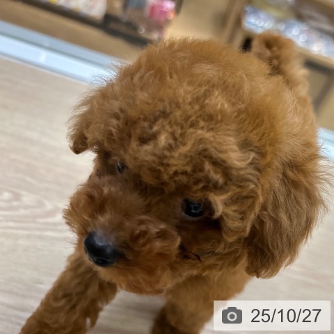 トイ・プードルの写真