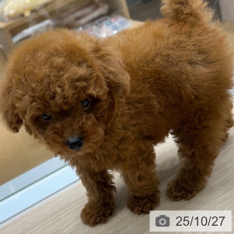 トイ・プードルの写真