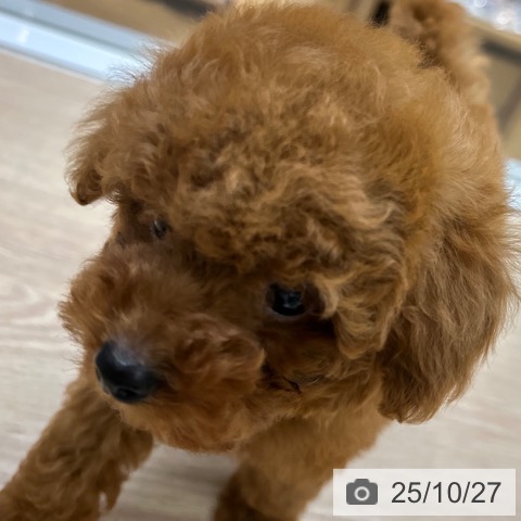 トイ・プードルの写真