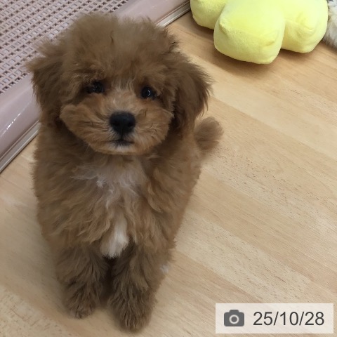 トイ・プードルの写真