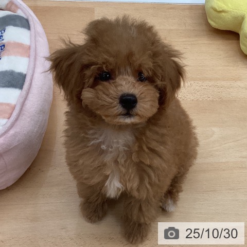 トイ・プードルの写真