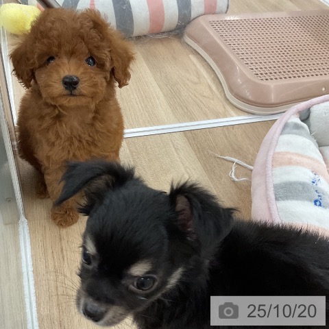 トイ・プードルの写真