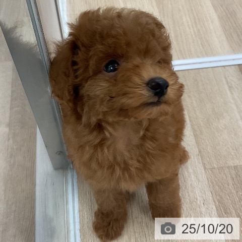 トイ・プードルの写真