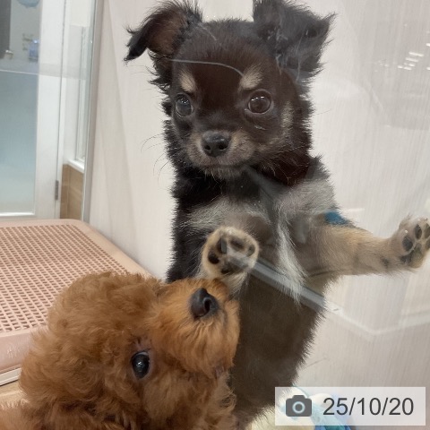 トイ・プードルの写真