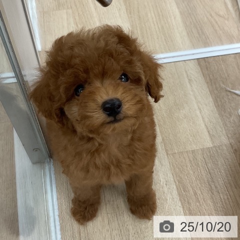 トイ・プードルの写真