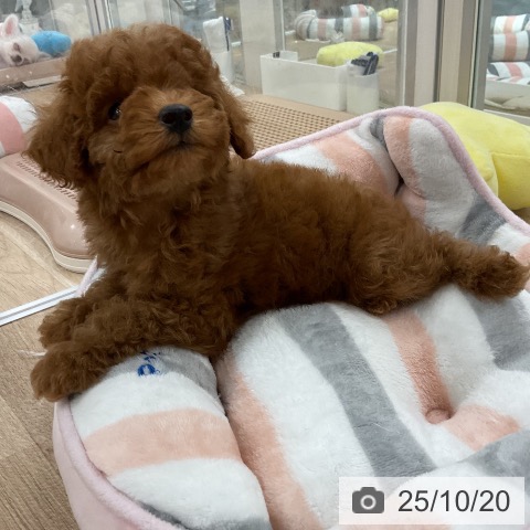 トイ・プードルの写真