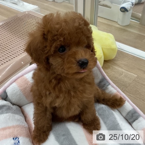 トイ・プードルの写真