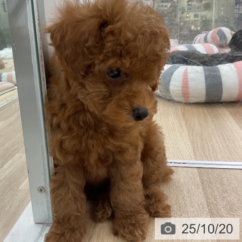 トイ・プードルの写真