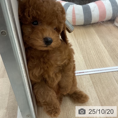 トイ・プードルの写真