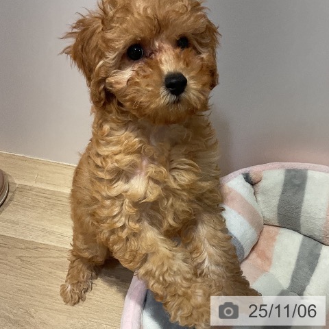 福岡県のトイプードル(トイ) (ペットプラス ららぽーと福岡店/2025年8月19日生まれ/女の子/アプリコット)の子犬の4枚目の画像