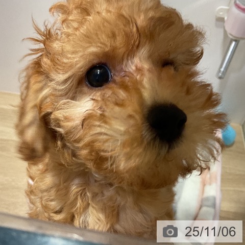 福岡県のトイプードル(トイ) (ペットプラス ららぽーと福岡店/2025年8月19日生まれ/女の子/アプリコット)の子犬の3枚目の画像