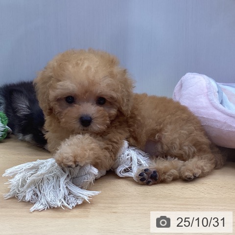 トイ・プードルの写真