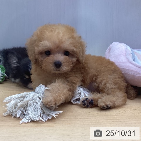 トイ・プードルの写真