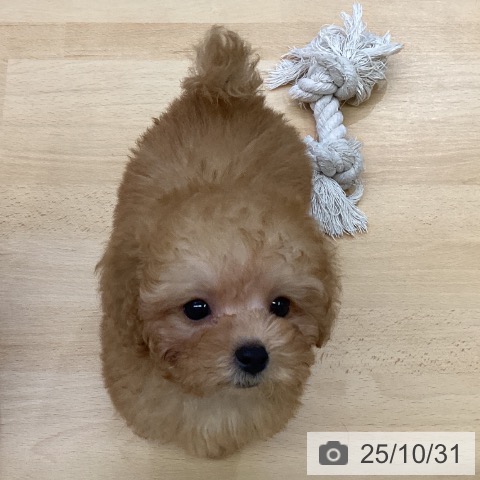 トイ・プードルの写真