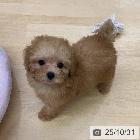 トイ・プードルの写真