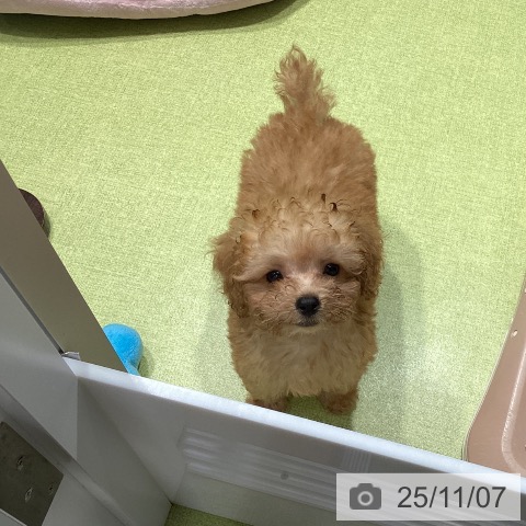 福岡県のトイプードル(トイ) (ペットプラス MARK IS 福岡ももち店/2025年8月14日生まれ/男の子/アプリコット)の子犬の4枚目の画像