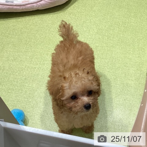 福岡県のトイプードル(トイ) (ペットプラス MARK IS 福岡ももち店/2025年8月14日生まれ/男の子/アプリコット)の子犬の3枚目の画像