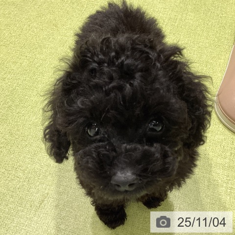 トイ・プードルの写真