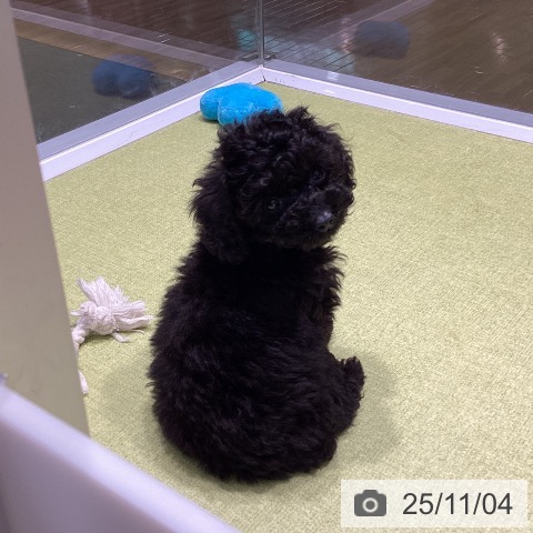 トイ・プードルの写真