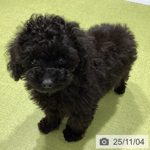 トイ・プードルの写真