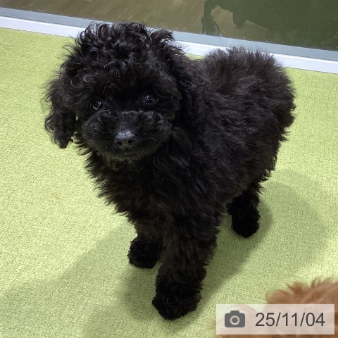 トイ・プードルの写真