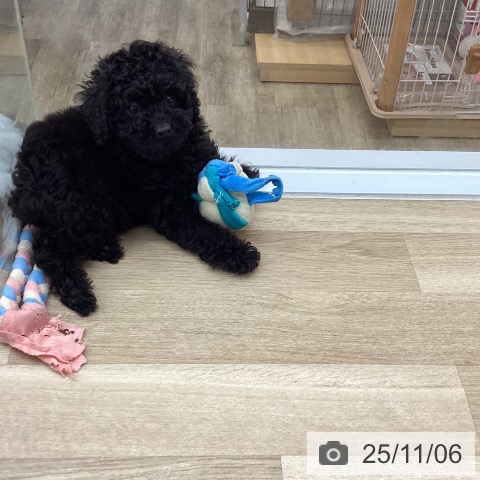 トイ・プードルの写真