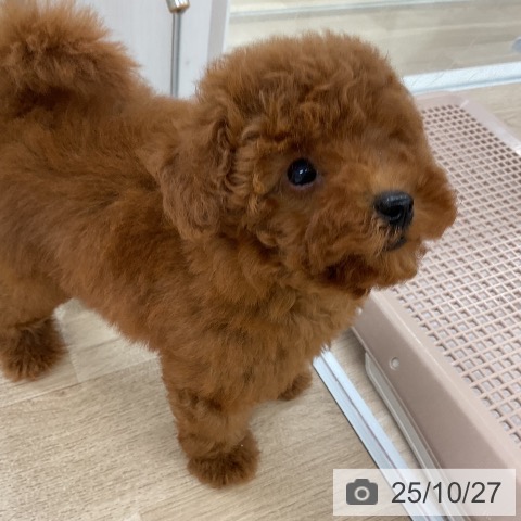 トイ・プードルの写真