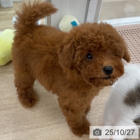 トイ・プードルの写真