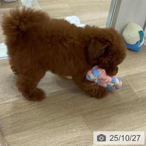 トイ・プードルの写真