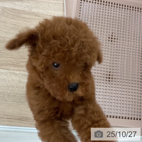 トイ・プードルの写真