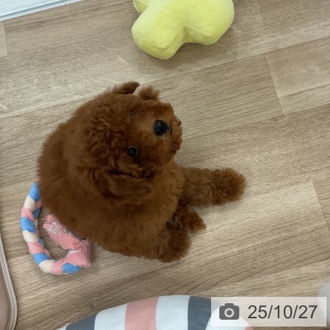 トイ・プードルの写真