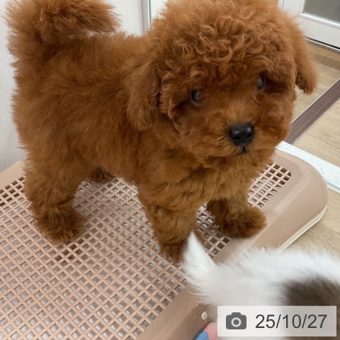 トイ・プードルの写真