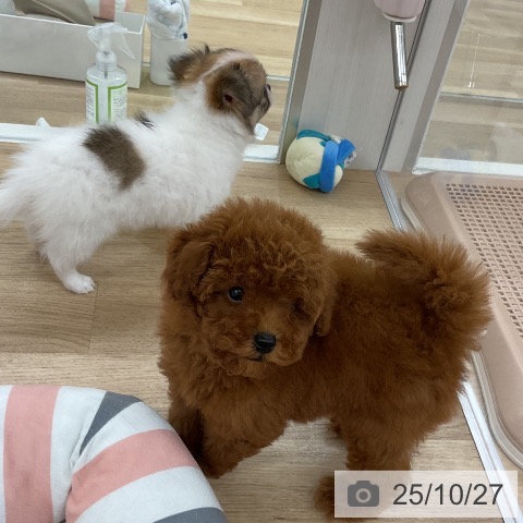 トイ・プードルの写真